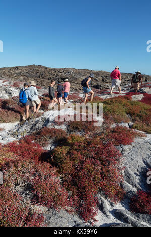 Tourists walking on Chinese Hat island amonst the colourful Galapagos Carpet Weed, Chinese Hat Island, Galapagos Islands Ecuador South America Stock Photo