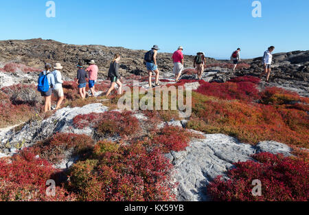 Tourists walking on Chinese Hat island amonst the colourful Galapagos Carpet Weed, Chinese Hat Island, Galapagos Islands Ecuador South America Stock Photo