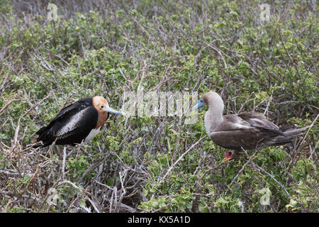 Frigatebird and Red Footed Booby birds facing off, Genovesa Island, Galapagos Islands Ecuador South America Stock Photo
