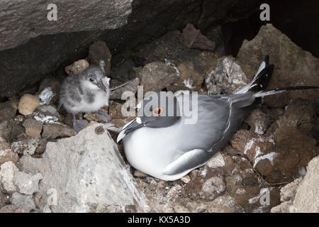 Swallow tailed Gull ( Creagrus furcatus ), and chick on nest, Genovesa Island, Galapagos Islands Ecuador South America Stock Photo