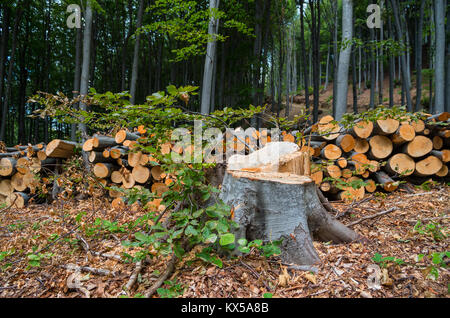 Deforestation of deciduous forests. Stock Photo