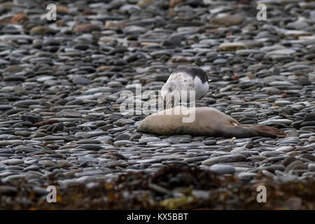 Gull eating dead seal pup carcass washed up on a pebble beach, Scotland Stock Photo