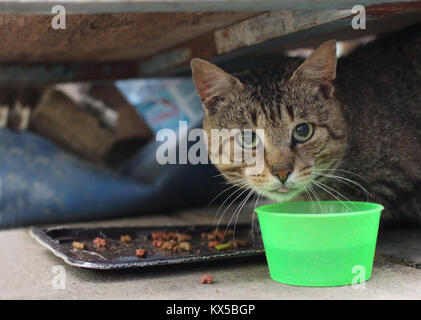cat drinks water looking  at the camera close to Stock Photo
