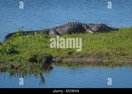 Alligator resting on the bank Stock Photo