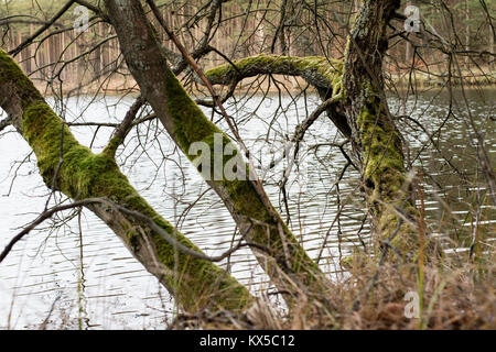 Moss on tree trunks. Forest and trees covered with moss. Forest in the winter. Stock Photo