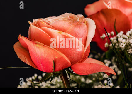 Orange roses on black background. Romatic ftower. Stock Photo