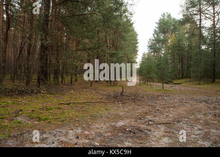 ground path inside of a forest full of pine trees Stock Photo