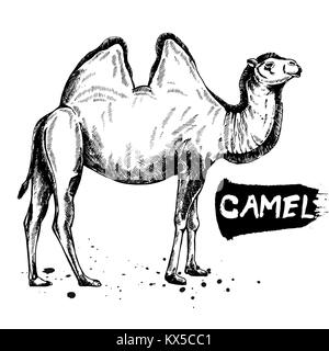 Hand drawn sketch style camel. Vector illustration isolated on white background. Stock Vector