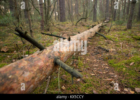 pine tree lying on the ground inside of a forest Stock Photo