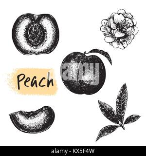Hand drawn sketch set of peach fruits and flowers. Whole fruit with leaf and sliced. Vector illustration isolated on white background. Stock Vector