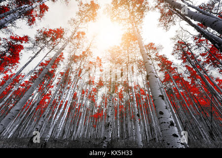 Sunlight shines through the red leaves of tall trees in a thick mountain forest Stock Photo