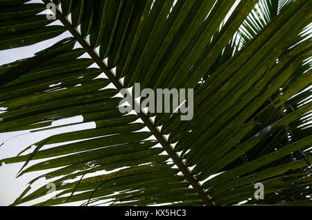 coconut leaves Stock Photo