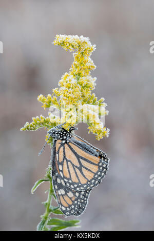 Late season Monarch butterfly gets covered with frost on Tall Goldenrod (Solidago altissima).  Reed Run Nature Preserve, Lancaster Co., Pennsylvania,  Stock Photo