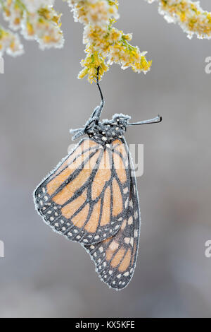 Late season Monarch butterfly gets covered with frost on Tall Goldenrod (Solidago altissima).  Reed Run Nature Preserve, Lancaster Co., Pennsylvania,  Stock Photo