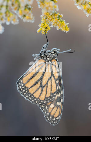 Late season Monarch butterfly gets covered with frost on Tall Goldenrod (Solidago altissima).  Reed Run Nature Preserve, Lancaster Co., Pennsylvania,  Stock Photo