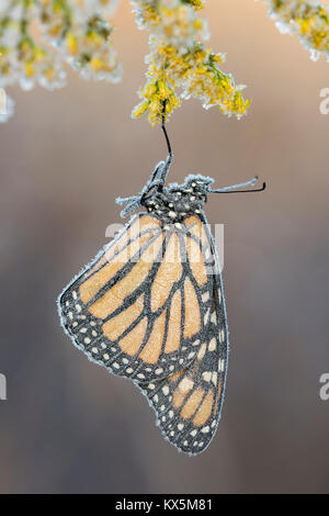 Late season Monarch butterfly gets covered with frost on Tall Goldenrod (Solidago altissima).  Reed Run Nature Preserve, Lancaster Co., Pennsylvania,  Stock Photo