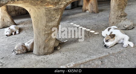 Three puppies dozing on the floor under a wooden table carved out of tree trunks on the porch of an Ifugao house in the rural hamlet of Poitan. Banaue Stock Photo