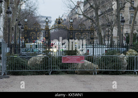 Christmas trees being recycled on the streets of Paris. Stock Photo