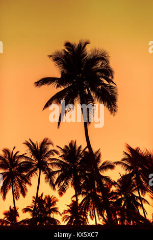 Silhouette of palm trees in Goa India © Sauriêl Ltd | Samantha Scholl | fb.com/SaurielPhotography | www.saurielcreative.com Stock Photo