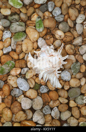 Vertical Image of Natural Branched Murex Shell on the Pebble Stone Ground Stock Photo