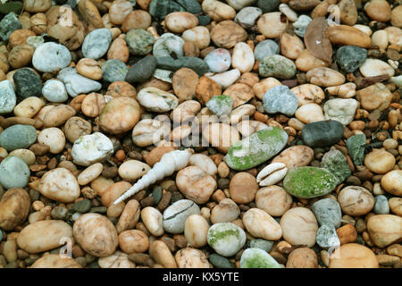 Pebble Stone Ground with Natural Sea Shells for Background Stock Photo