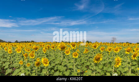 beautiful sunflower fields on white cloudy and blue sky, the Famous Attractions flower on winter in Lop buri province Stock Photo