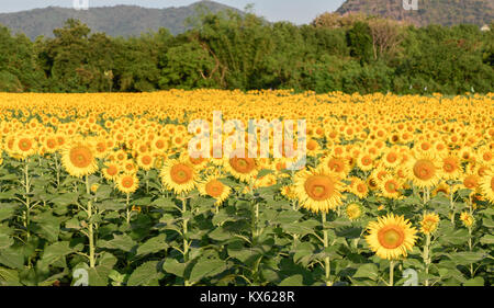 beautiful sunflower fields in garden, The Famous Attractions flower on winter in Lop buri province Stock Photo