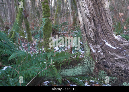 winter walk in the woods, focus on greenery and snow on  forest floor Stock Photo