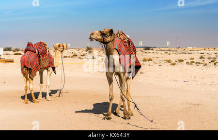 Camels near the historic fort Al Zubara in Qatar Stock Photo