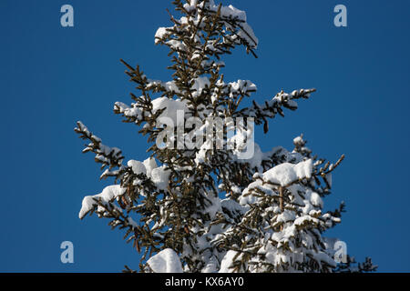 Detail of a pine tree covered in snow over a blue sky, Cortina D'Ampezzo, Italy Stock Photo