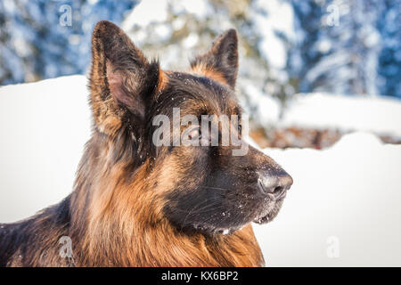Portrait of a german shepherd dog in the snow, Cortina D'Ampezzo, Italy Stock Photo
