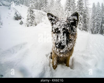 German shepherd dog covered in snow, Cortina D'Ampezzo, Italy Stock Photo