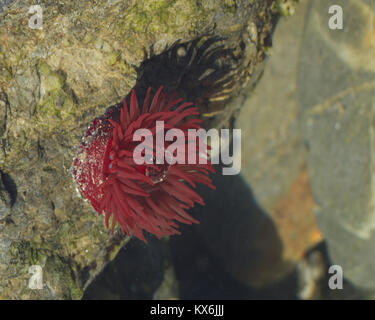 Strawberry anemone (Actinia fragacea) in a British Rockpool Stock Photo