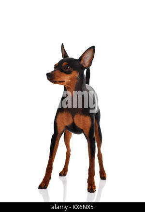 miniature pinscher in front of a white background Stock Photo