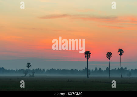 Colorful sunrise in the rice field with Sugar palm tree. Stock Photo
