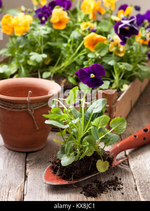 Spring transplant pansies. The box with flowers, pot, scoop on a wooden background Stock Photo