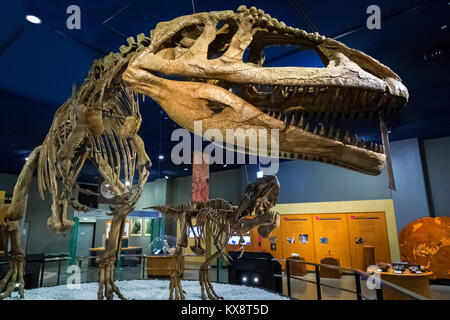 NAGOYA, JAPAN - NOVEMBER 18, 2015: Dinosaur skeletons displayed at the first floor of Nagoya City Science Museum, the exhibition room is one of the mo Stock Photo