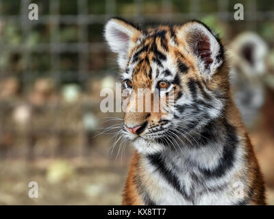 tiger cub in the grass Stock Photo