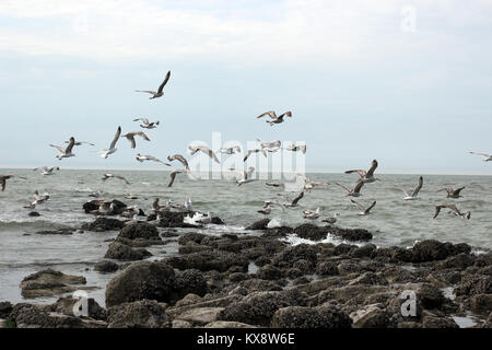 Birds before the storm on the sea Stock Photo