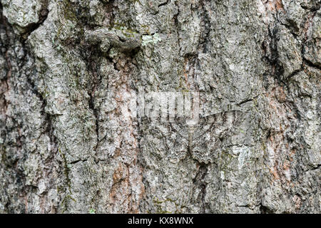 Tulp-Tree Beauty moth camouflaged on oak bark. Cove Mountain (TNC) Preserve, Perry County, Pennsylvania, spring. Stock Photo