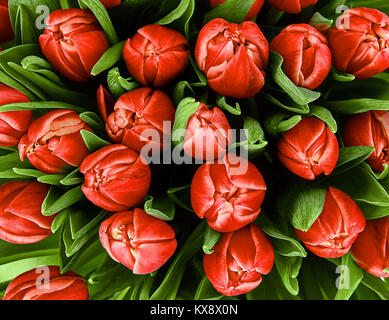 bouquet of tulips. fresh spring flowers with water drops. floral backdrop Stock Photo