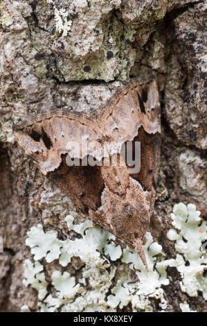 Baltimore Snout Moth resting on side of tree in Congaree National Park. South Carolina, spring. Stock Photo