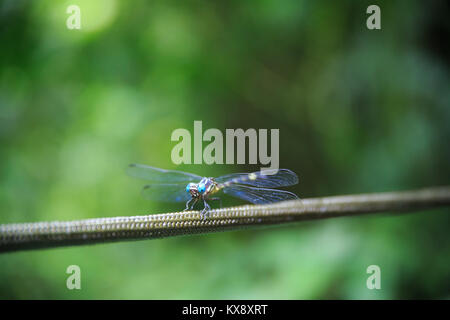 Dragon lfy sitting on rope Stock Photo