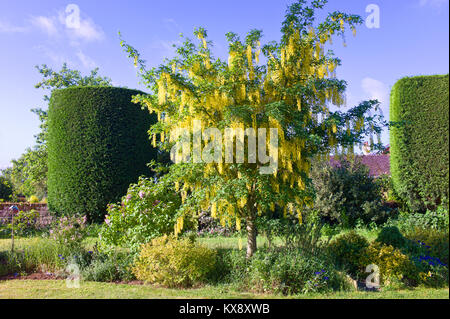 Laburnum x watereri vossii flowering in an English garden in May Stock Photo