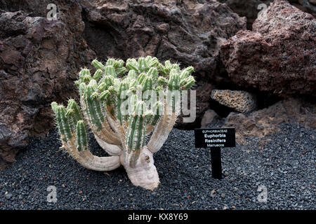 Euphorbia resinifera (Resin Spurge), Jardin de Cactus, Guatiza, Lanzarote, Canary Islands, Spain. Stock Photo