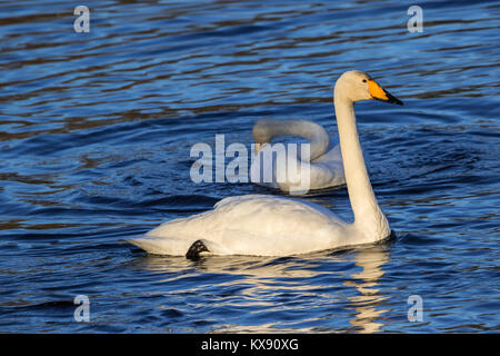 Whooper swans. Photographed in January in Nesttun lake, Bergen, western Norway Stock Photo