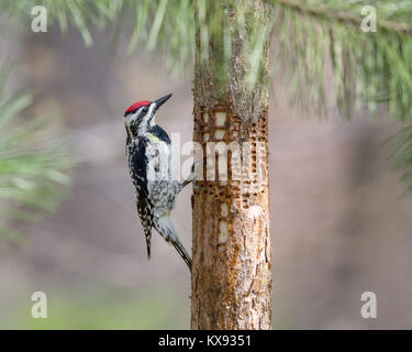 Yellow-bellied Sapsucker (Sphyrapicus varius) inspecting holes that it has drilled in a pine tree.  The woodpeckers feed on the sap. Stock Photo