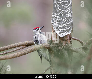 Yellow-bellied Sapsucker (Sphyrapicus varius) inspecting tin foil that has been wrapped around a tree to protect it. Stock Photo