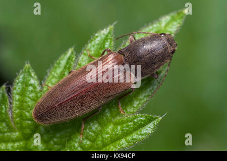 Dorsal view of a Click Beetle in the family Elateridae at rest on a bramble leaf in woodland. Cahir, Tipperary, Ireland. Stock Photo