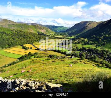 Orange coloured sheep on Harstop Dodd Stock Photo